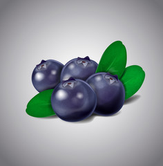 Blueberry fruits isolated on white background. Vector green leav