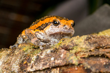 Orange and brown banded bull, chubby, Asian painted, rice or bubble frog,(Tetrapoda: Amphibia: Anura: Microhylida: Kaloula pulchra) stay still on a wooden log isolated with black background