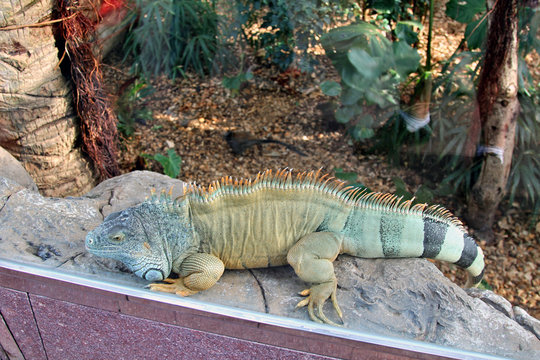 Exotic scaly iguana