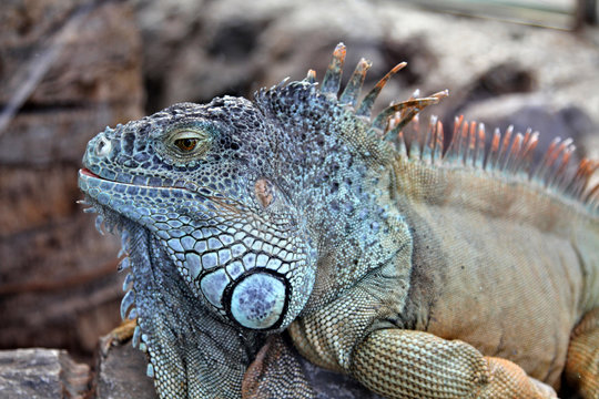 Large herbivorous lizard family iguanidae with scales and needles