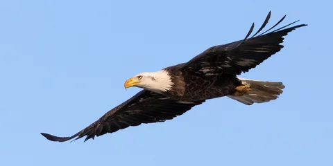 Fototapeten Weißkopfseeadler-Überflug © David