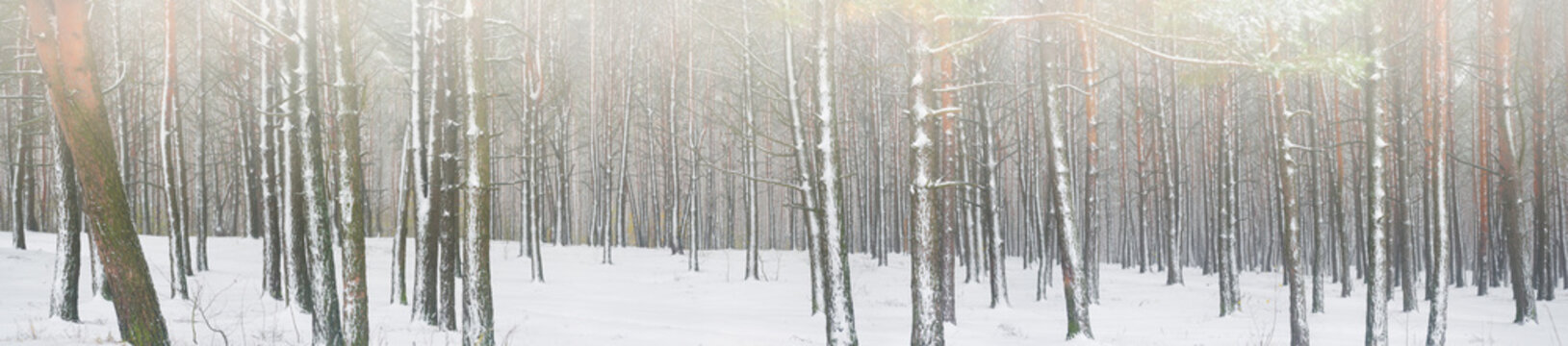 Fototapeta winter forest