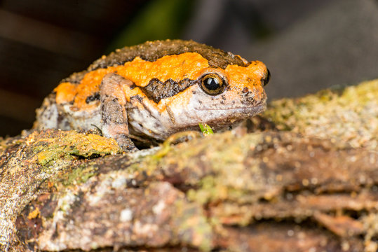 Orange and brown banded bull, chubby, Asian painted, rice or bubble frog,(Tetrapoda: Amphibia: Anura: Microhylida: Kaloula pulchra) stay still on a wooden log isolated with black background