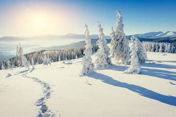 Fototapeta Fantastic winter landscape and trampled paths at sunset that lea obraz