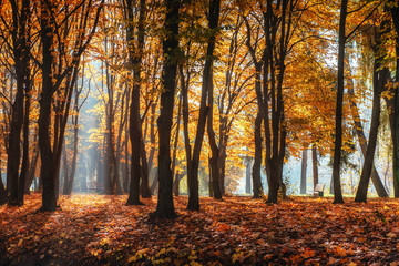 Golden autumn. The sun's rays pass through trees