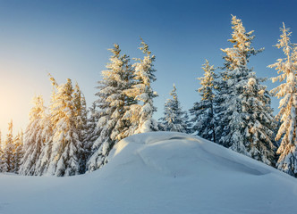 magical winter snow covered tree. Carpathian Ukraine Europe.