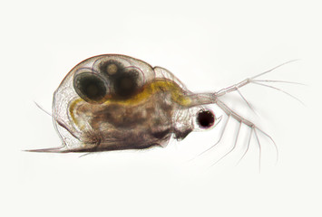 Planktonic crustaceans Daphnia probably Daphniidae Scapholebris Mucronata. Freshwater zooplancton...
