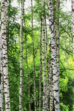 Fototapeta summer in sunny birch forest