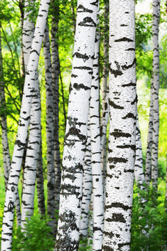 Fototapeta summer in sunny birch forest