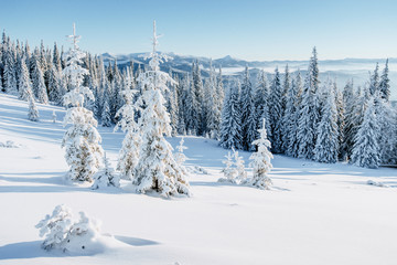 Winter tree in snow.