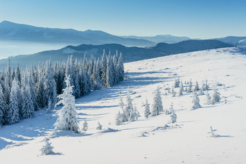 Winter tree in snow.