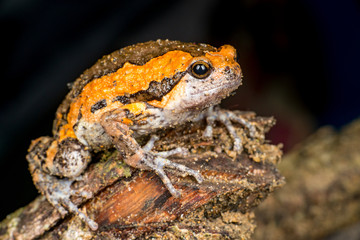 Orange and brown banded bull, chubby, Asian painted, rice or bubble frog,(Tetrapoda: Amphibia: Anura: Microhylida: Kaloula pulchra) stay still on a wooden log isolated with black background