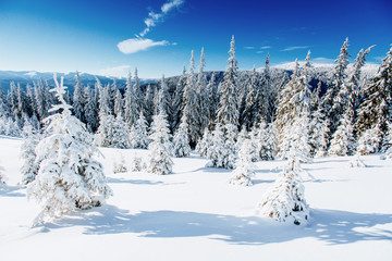 Fototapeta na wymiar Winter tree in snow.