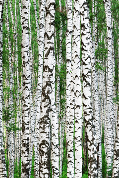 Fototapeta summer in sunny birch forest