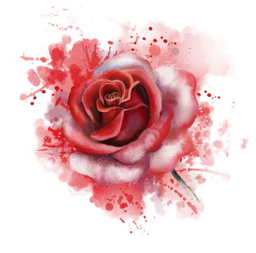watercolor flowers. romantic floral illustration, red rose. isolated on white background. Splash paint