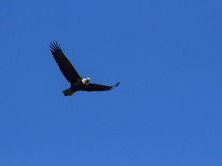 Adult bald eagle flying overhead
