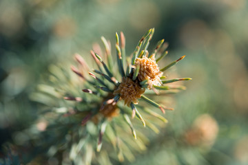 Fototapeta premium Small Evergreen Shrub Tip, Close Up, Side View