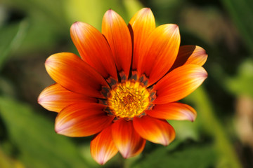 Gazania Flower