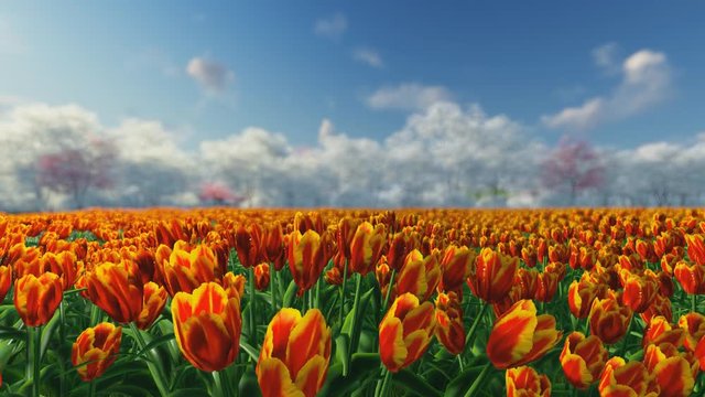 Group of orange, red tulips against the sky. Spring landscape. Blurring background.