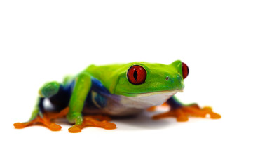 frog isolated on white background