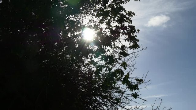 summer day sun light tree view walking panorama 4k usa
