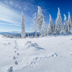 Winter tree in snow