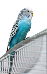 blue budgerigar isolated