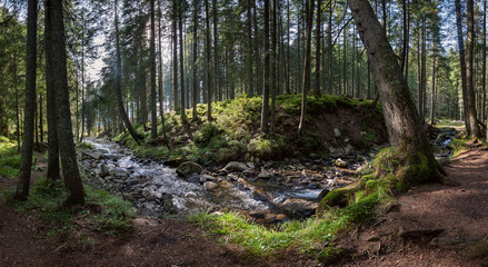 Panorama of a large forest with river