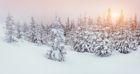 Fototapeta premium winter landscape trees in frost and fog.