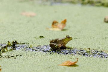 Bull Frog