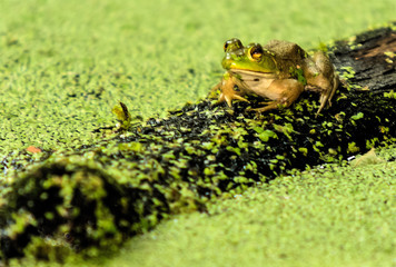 Bull Frog