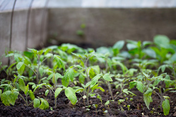 Young fresh seedling in the greenhouse to the open air. Tomatoes