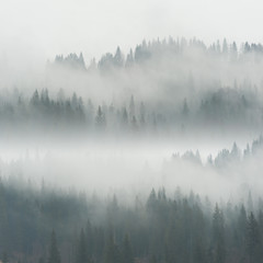 Beautiful Fog in Forest