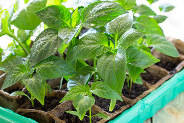 Young fresh seedling stands in a container on a wooden table. Pe