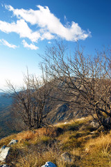 Bright mountain landscape with leafless beech