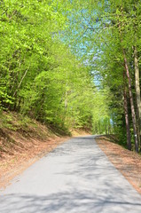 Obraz premium Frühling