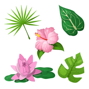Tropical Flowers and Leaves for Decoration. Vector illustration