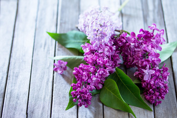 Spring background. Beautiful fresh lilac violet flowers on a woo