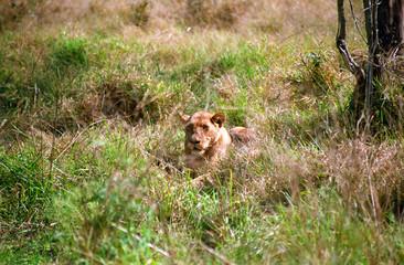 Lioness, Hlane Royal National Park, Swaziland