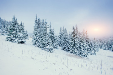 Winter landscape glowing by sunlight. Dramatic wintry scene.