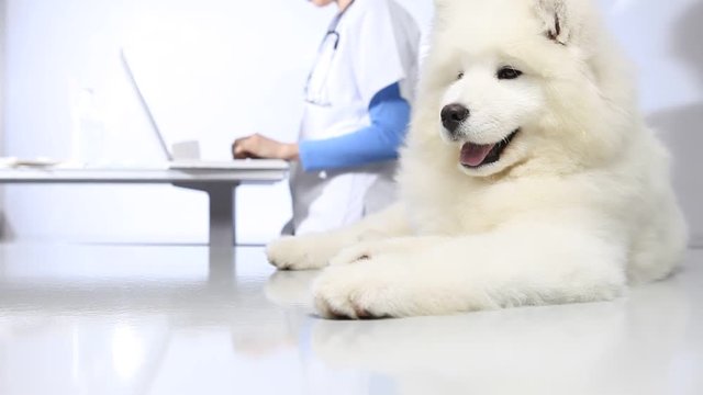 Veterinarian examining dog on table in vet clinic, and uses the computer