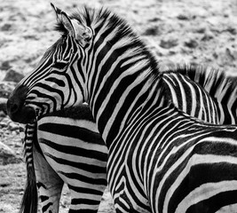 Fototapeta na wymiar Zebra Close Up Black And White