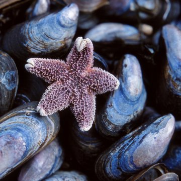 Dead starfish and mussels