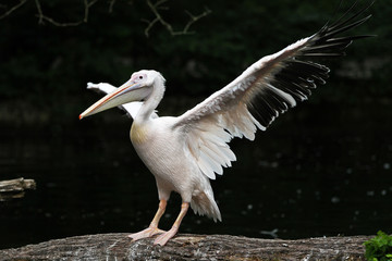 Rosa Pelikan - Pelecanus onocrotalus