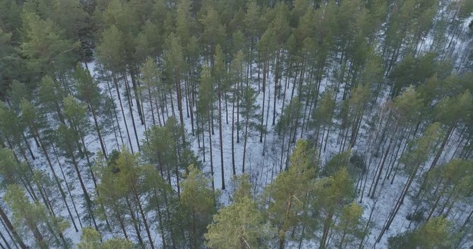 Aerial backward flight looking down over winter pine forest in daylight, 4k drone footage