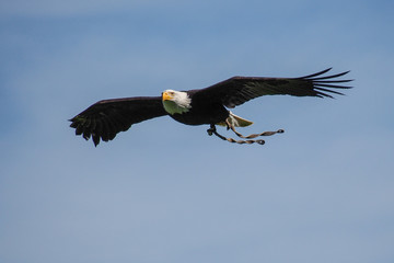 Weißkopfseeadler im Flug - Haliaeetus leucocephalus