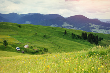 Fototapeta na wymiar beautiful cozy sunny summer day and the mountains. Carpathians