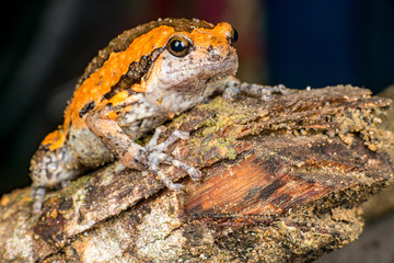 Orange and brown banded bull, chubby, Asian painted, rice or bubble frog,(Tetrapoda: Amphibia: Anura: Microhylida: Kaloula pulchra) stay still on a wooden log isolated with black background
