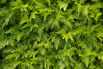 Green leaves natural background
