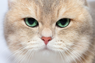 Cats eyes: Close up of a British golden chinchilla cats green ey